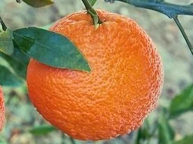 Orange Tree, Lemon Tree, Citrus Varieties — Burchell Nursery